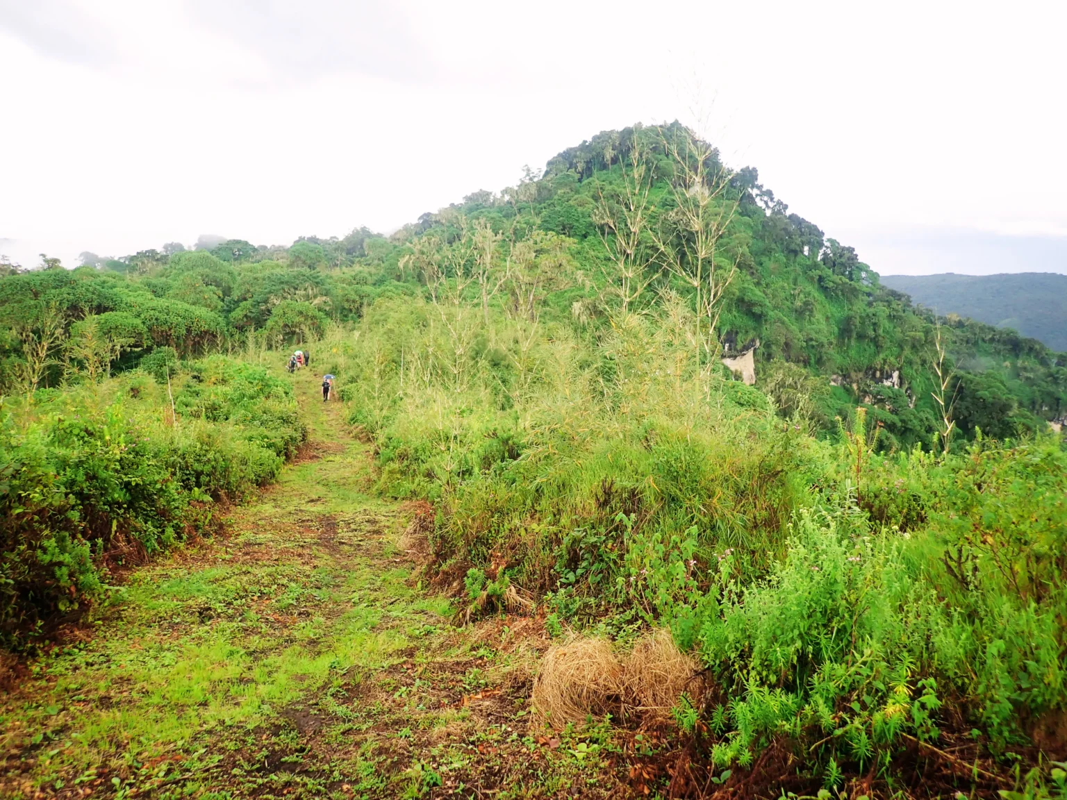 Bamboo regenerating on the Sasa Trail