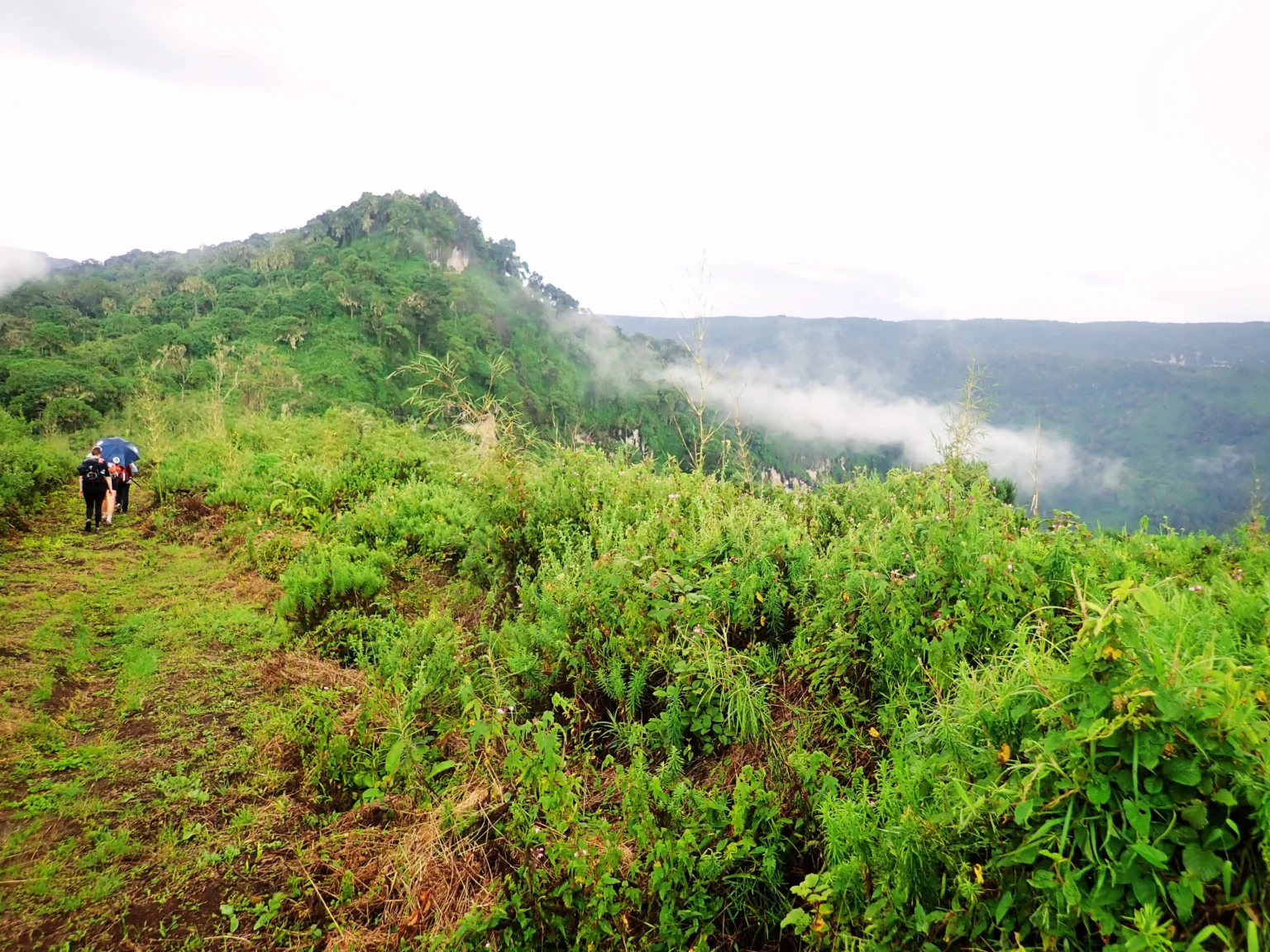 Bamboo regeneration zone, Sasa Trail