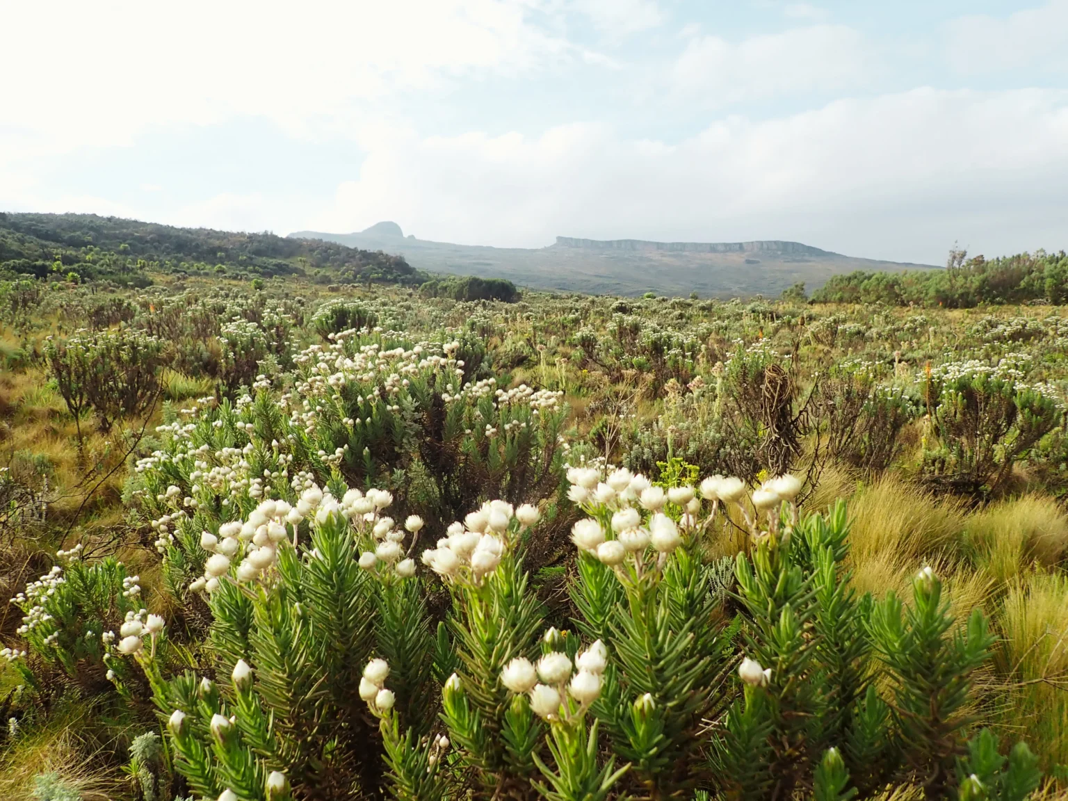 Everlasting flowers in Mt Elgon National Park Uganda