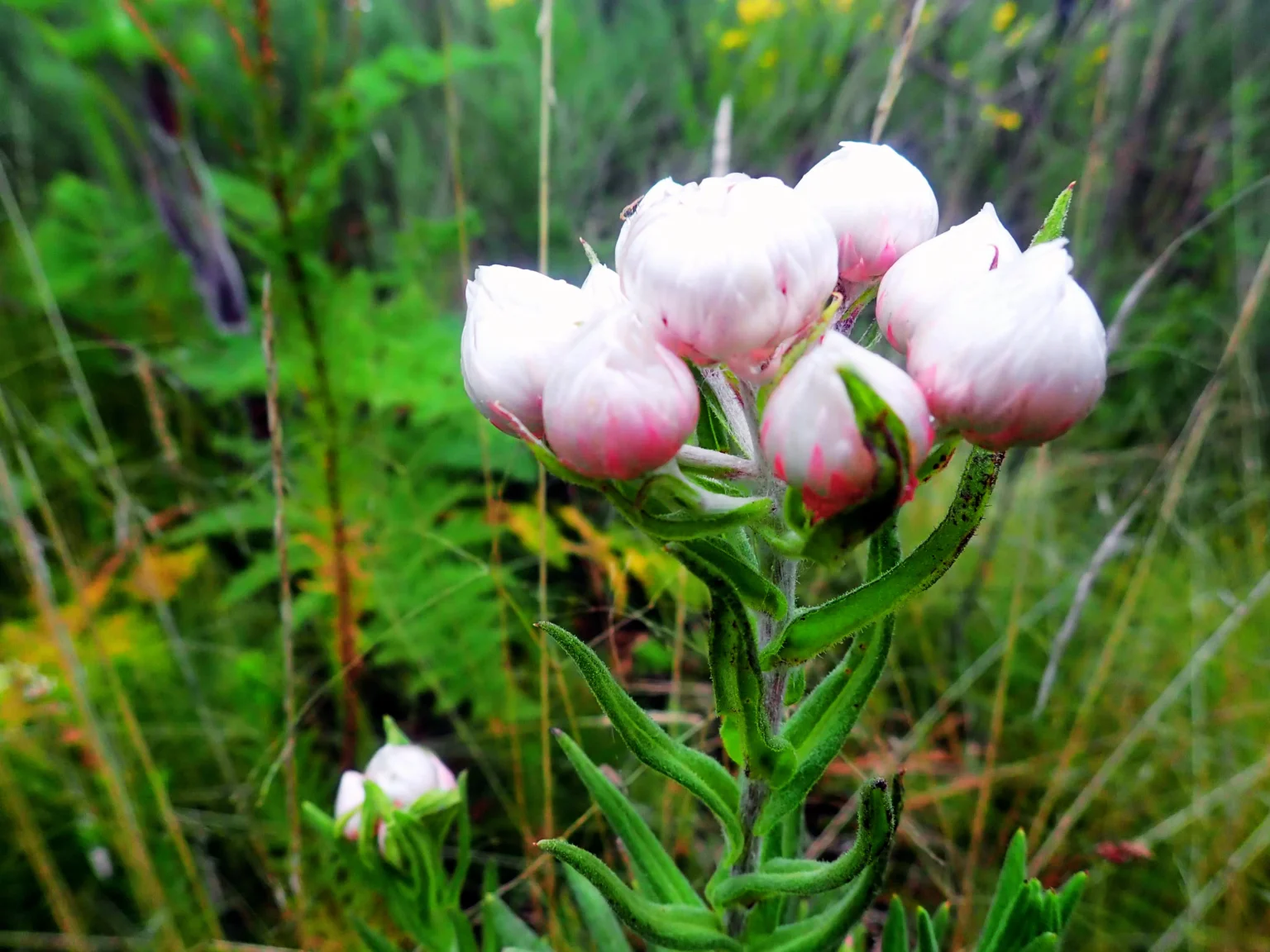 Alpine wildflowers, Mt Elgon National Park Uganda