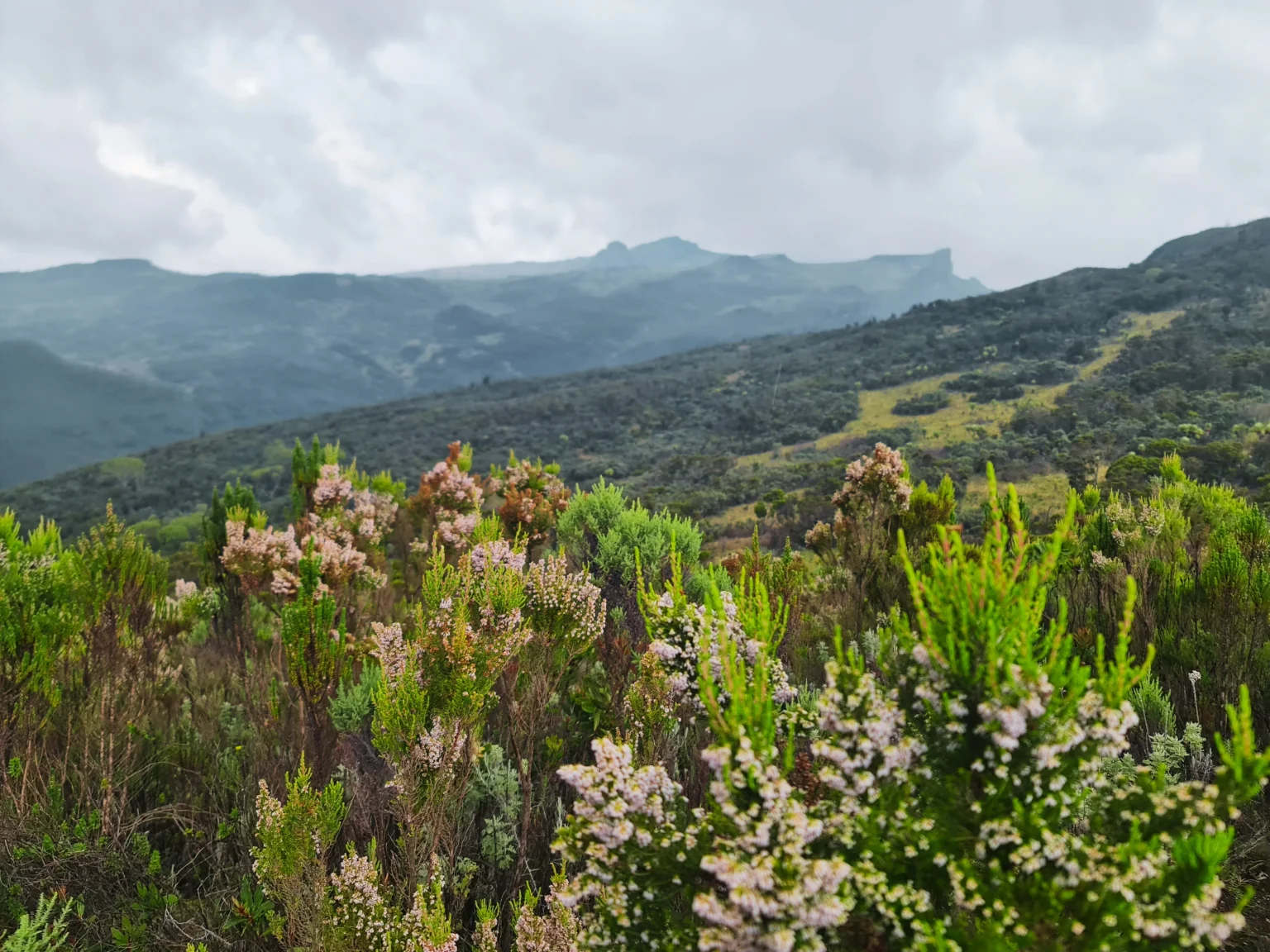 Giant Heather flowers, Mt Elgon