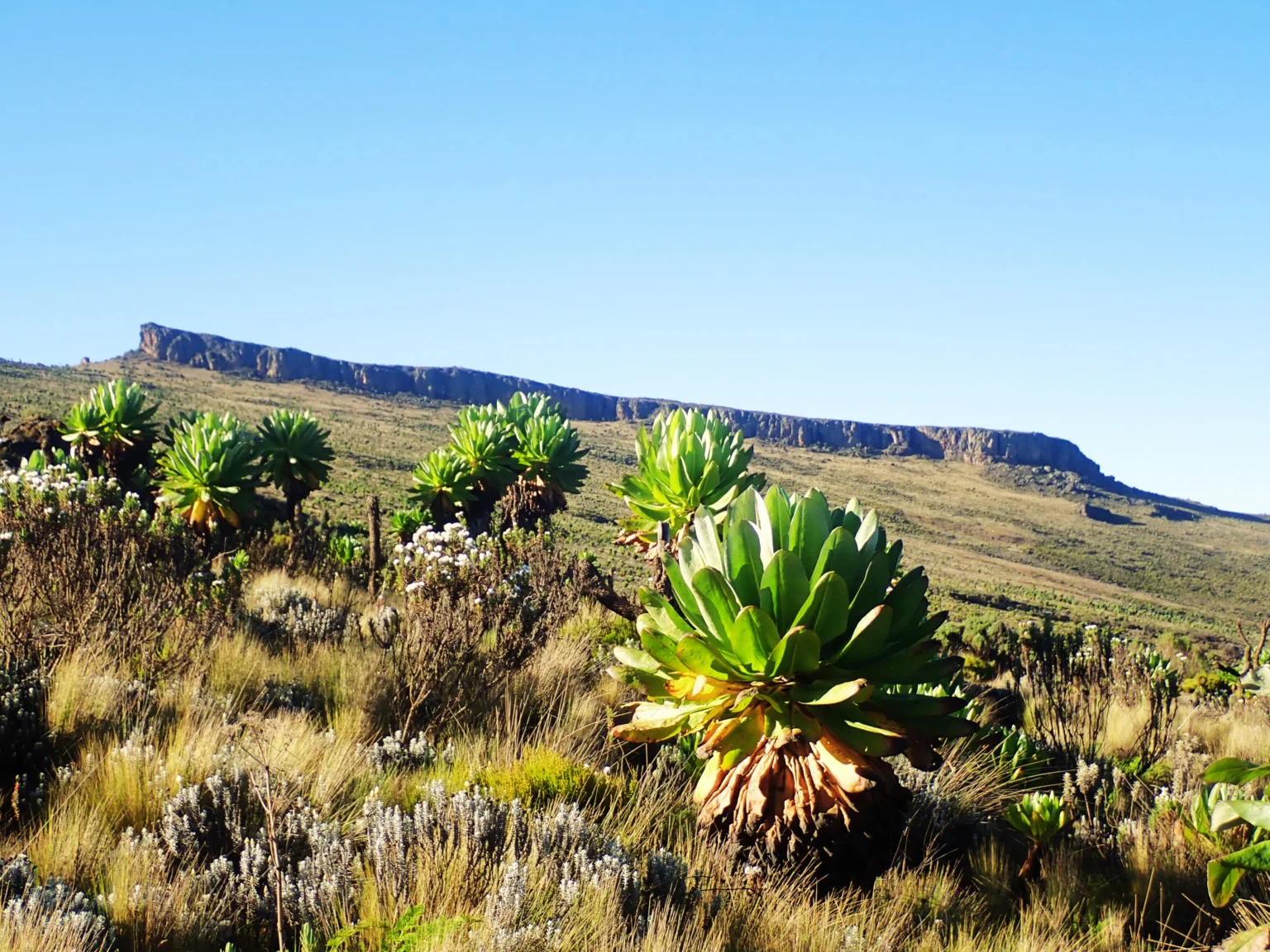Masaba Table rising above the alpine moorland, Mt Elgon