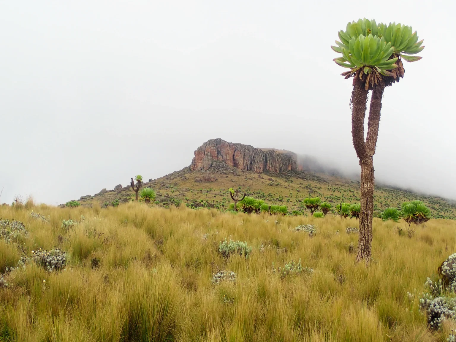 Masaba Table rising from the alpine moorland, Mt Elgon