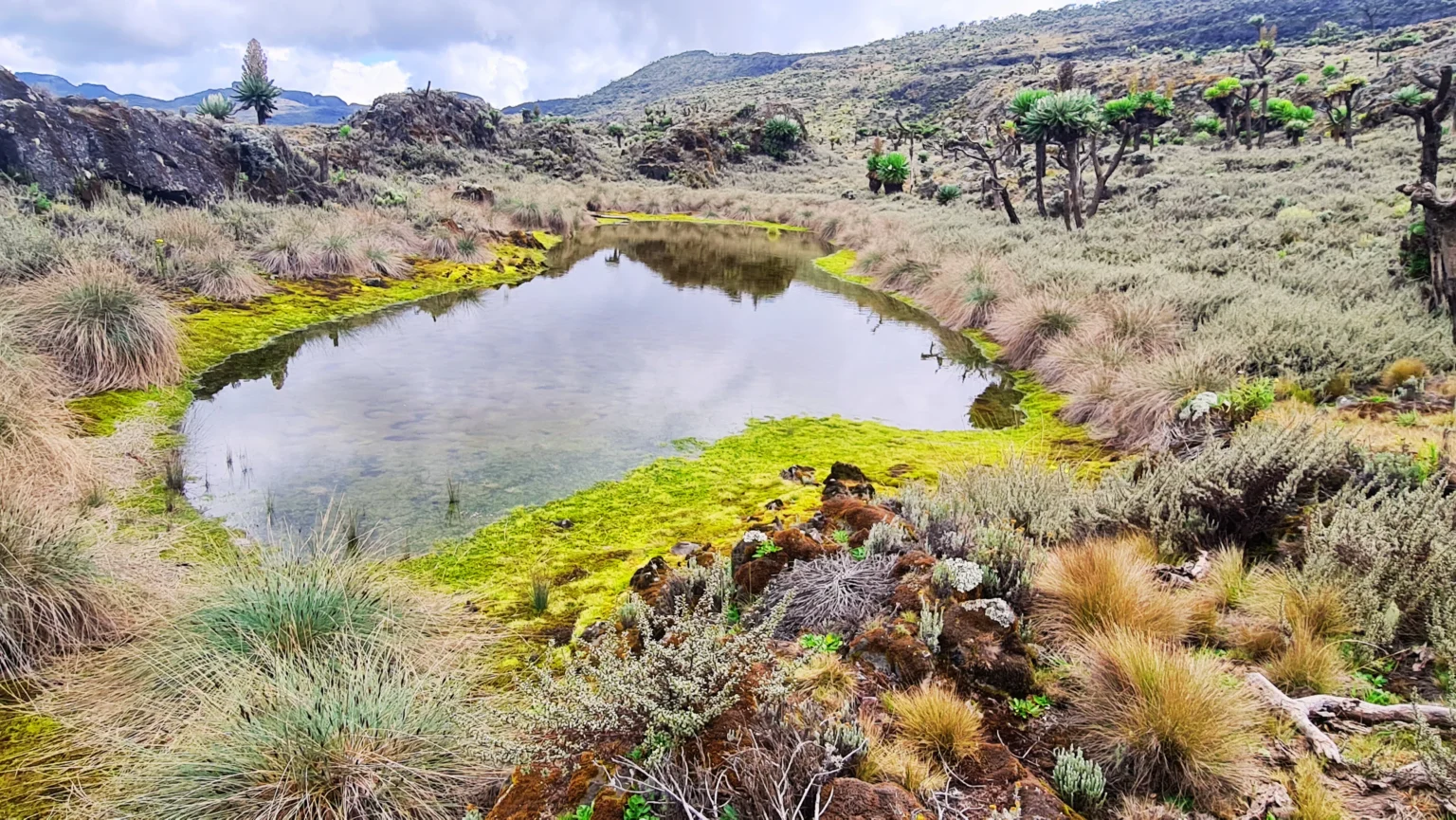 One of many caldera pools on the Sasa Trail, Mt Elgon