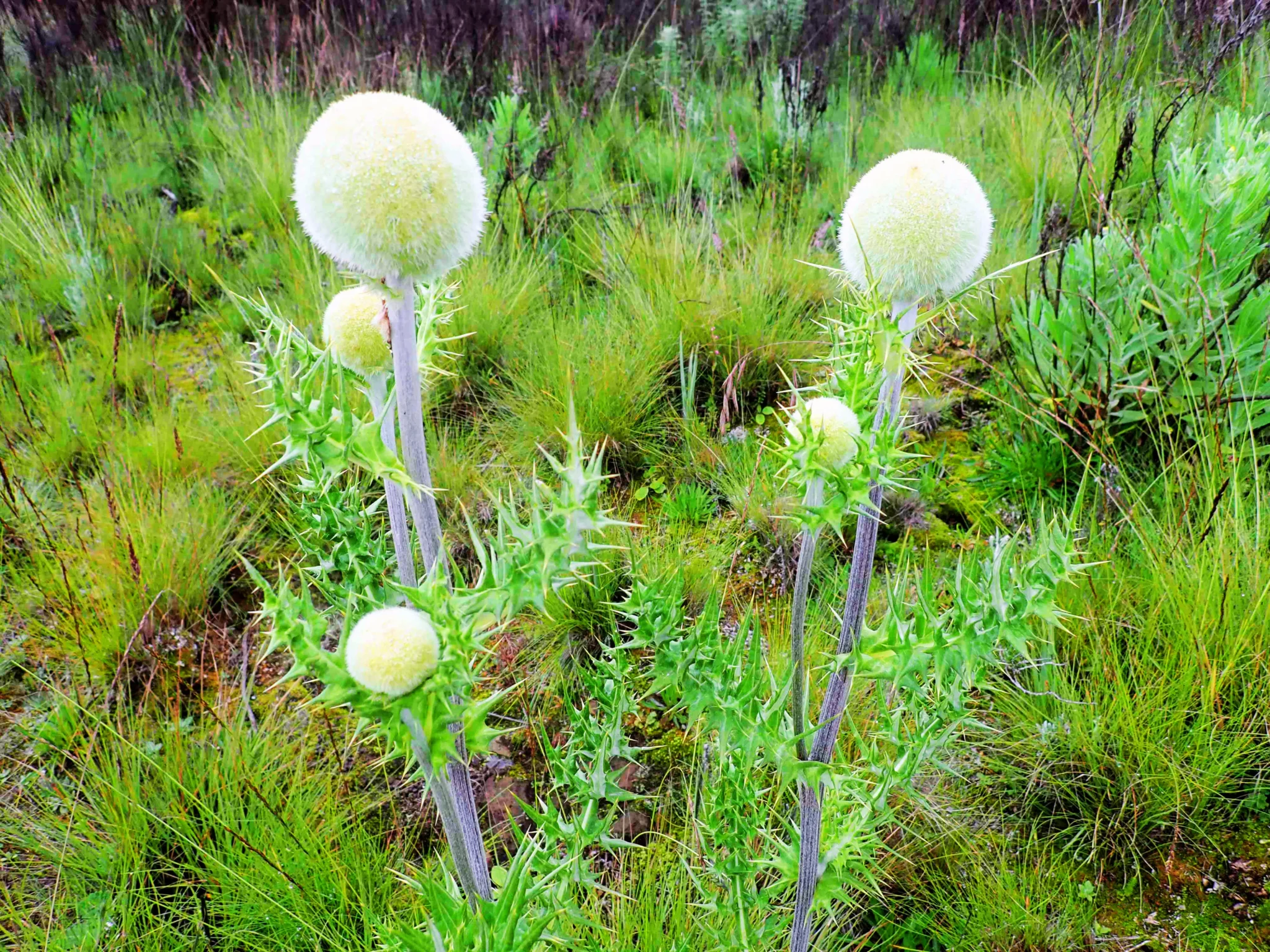 Thistle in Mt Elgon National Park